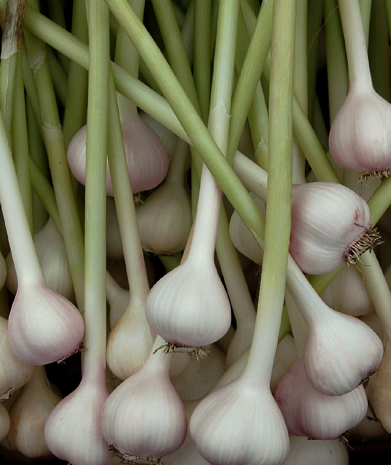 Boyajian - America's Original Garlic Oil - Cook Authentic